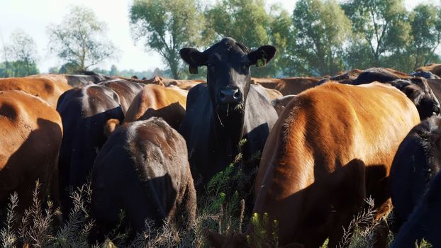 close up, in meadow, on farm, big brown and black pedigree, breeding cows, bulls are grazing. summer warm day. Cattle for meat production in pasture. selection of cows, bulls. High quality photo