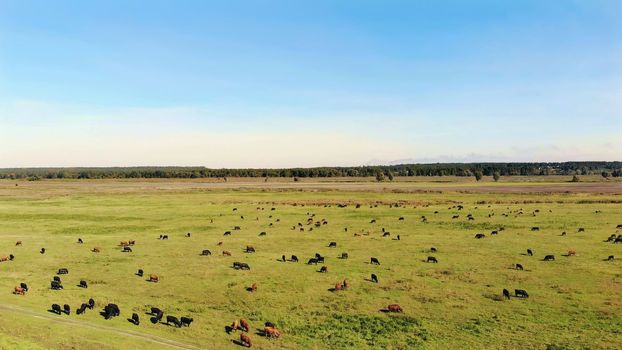 in meadow, on green grassy field, many brown and black pedigree, breeding cows, bulls are grazing. on farm. summer warm day. aero video. breeding, selection of cows, bulls. High quality photo