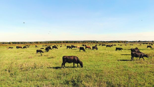 in meadow, on green grassy field, many brown and black pedigree, breeding cows, bulls are grazing. on farm. summer warm day. aero video. breeding, selection of cows, bulls. High quality photo