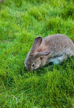 One rabbit eats grass in the garden