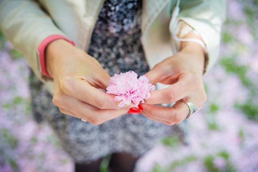 Beautiful flowering Japanese cherry - Sakura. Flowers in women's hands on a spring day.