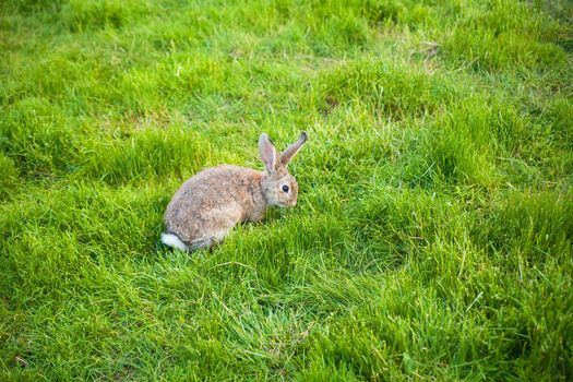 One rabbit eats grass in the garden