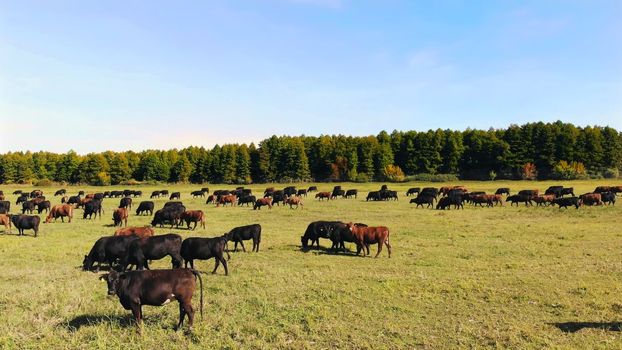 in meadow, on green grassy field, many brown and black pedigree, breeding cows, bulls are grazing. on farm. summer warm day. aero video. breeding, selection of cows, bulls. High quality photo