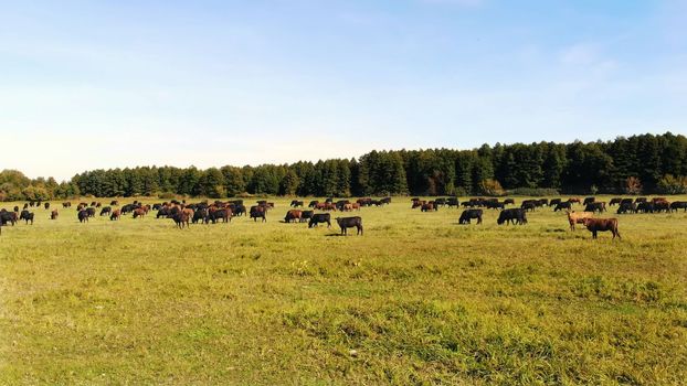 in meadow, on green grassy field, many brown and black pedigree, breeding cows, bulls are grazing. on farm. summer warm day. aero video. breeding, selection of cows, bulls. High quality photo