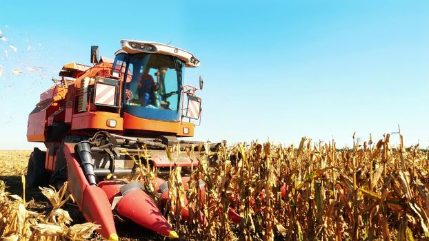 worker sits in the cab of big red combine harvester machine and controls harvesting corn. autumn. corn harvest. Agriculture. High quality photo