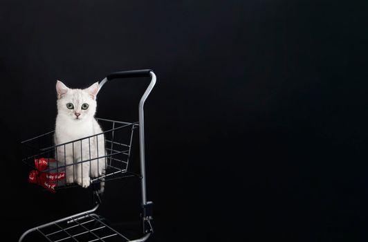 small scottish kitten in a shopping cart along with gift boxes pet for christmas as a gift, High quality photo