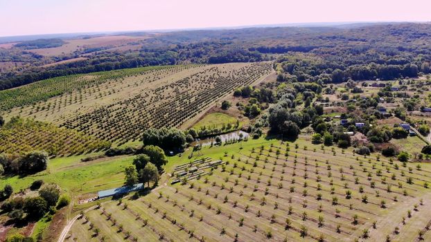 farm, fields of walnut plantations. rows of healthy walnut trees in a rural plantation with ripening walnuts on trees on a sunny day.aero video, drone. High quality photo