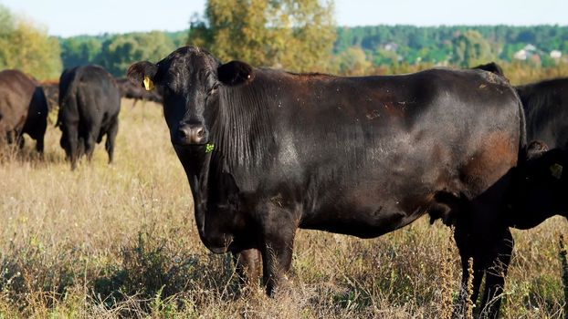 close up, in meadow, on farm, big black pedigree, breeding cows, bulls are grazing. summer warm day. Cattle for meat production in pasture. selection of cows, bulls. High quality photo