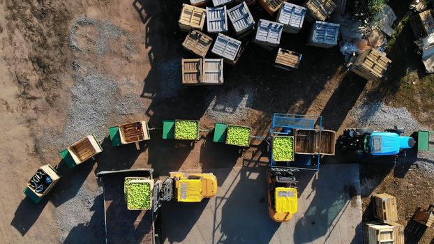 harvest of apples, small loaders, forklift trucks, machines load a big truck, wagon with large wooden boxes full of green apples . top view, aero video. High quality photo