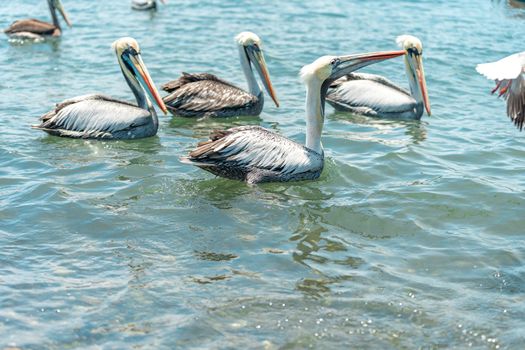 pelicans in nature in the water. High quality photo