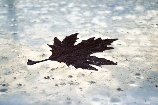 maple leaf at the autumn time. End of nature cycle.