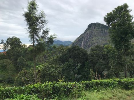 tea plantations in sri lanka. High quality photo