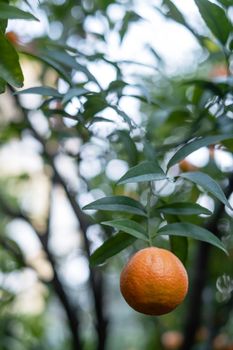 oranges on tree branches in an orange garden with water drops. Vertical orientation