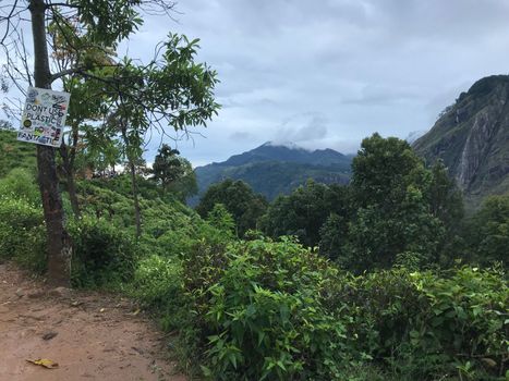 tea plantations in sri lanka. High quality photo