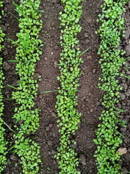 green seedlings of mustard, oats, vetch, sowing green manure in a greenhouse. High quality photo