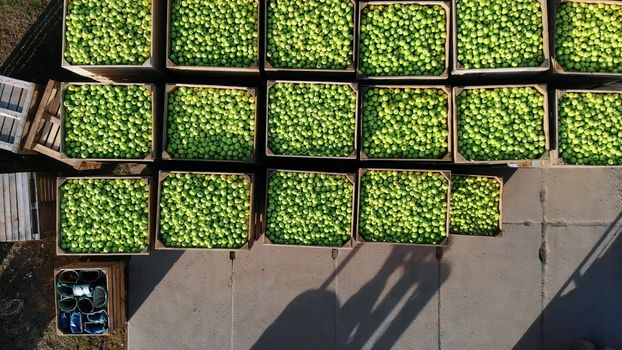 harvest of apples, forklift trucks load, put large wooden boxes full of green apples on top of each other. Wooden crates full of ripe apples during annual harvesting period. top view, aero video. High quality photo