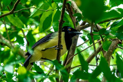 Crested jay on a tree in the forest. 