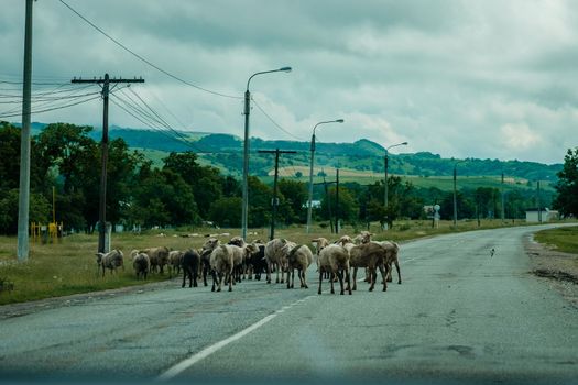 Herd of rams walking along doge photo