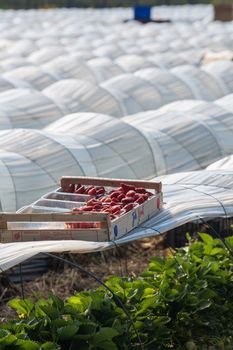 France, Gironde, May 2022: Box with ripe red strawberry while working on strawberry greenhouse field. High quality 4k footage