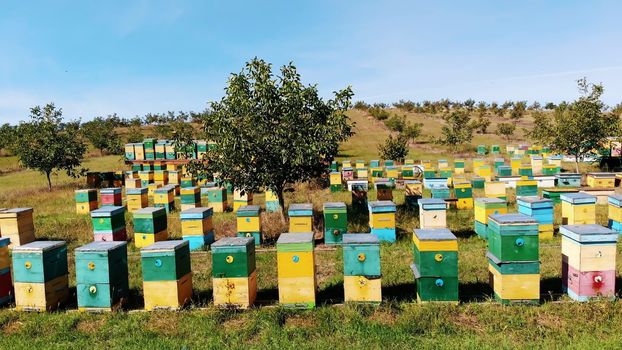 Bees in the apiary. in the meadow a lot of bee houses, hives are. honey production on farm. The bees swarm alongside hives . natural honey production, organic products. High quality photo