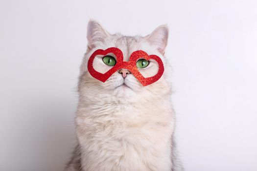 Portrait of a beautiful white cat in a red mask in the form of hearts. Close up. Copy space