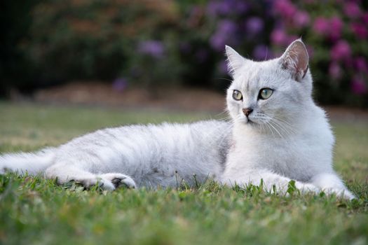 cute light gray scottish kitten lies peacefully on a green lawn and enjoy, peaceful life on earth. High quality photo