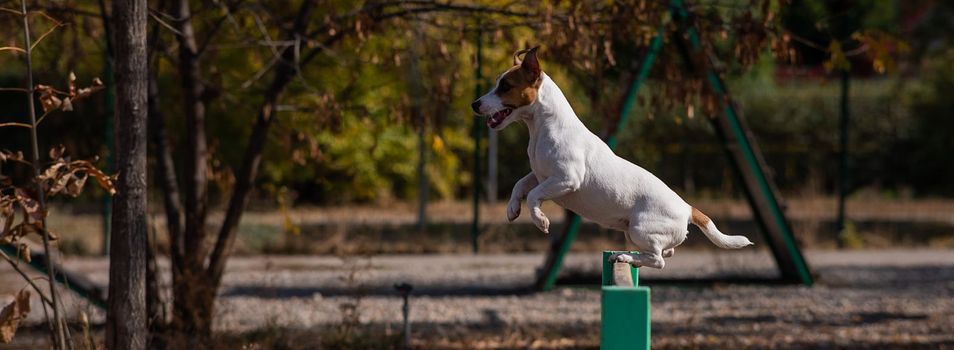 Jack Russell Terrier dog jumping over a wooden barrier in a dog playground