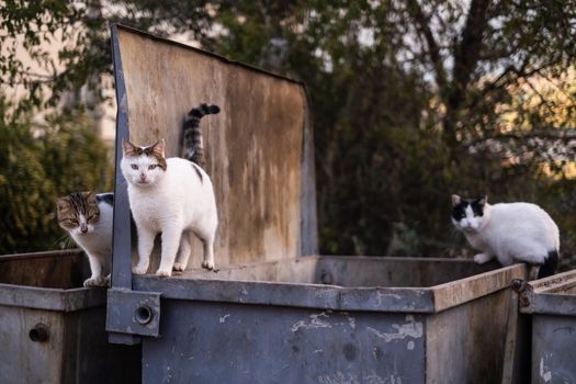 stray cats search for food in a dumpster. Problem of homeless cats in the city