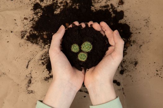 Hands holding soil with succulent plant, National houseplant appreciation day. Earth day, soil day concept.