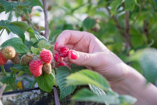 yung woman picks ripe raspberries in a basket, summer harvest of berries and fruits, sweet vitamins all year round. High quality photo