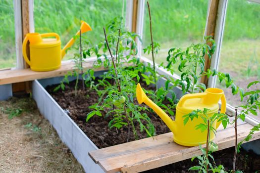 young bushes of tomatoes, on a bed in a greenhouse. Nearby are two yellow watering cans. View from above