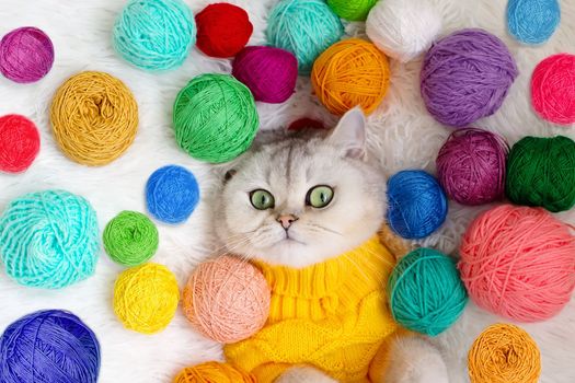Close up of a cute white cat lies in a yellow sweater, on a white fluffy blanket with colorful balls of yarn.Look at camera. Top view. Copy space