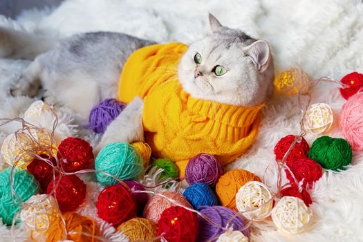 a white cat lies in a yellow sweater, on a white fluffy blanket with colorful balls of yarn.Look at side. Copy space