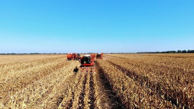 Aerial top view. big red combine harvester machines harvesting corn field in early autumn. tractors filtering Fresh corncobs from the leaves and stalks. Aerial Agriculture. High quality photo