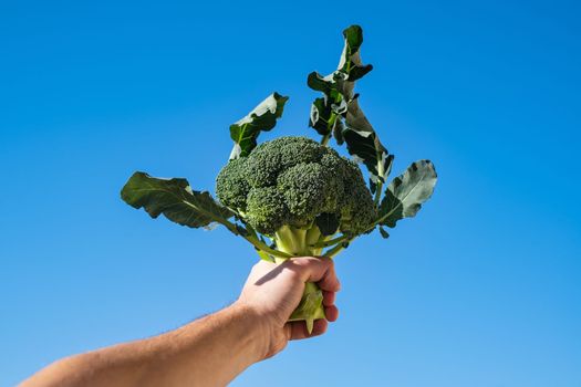 Fresh broccoli on a white background. Healthy food concept. High quality photo