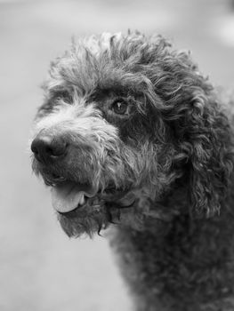 funny hairy terrier dog in the mood