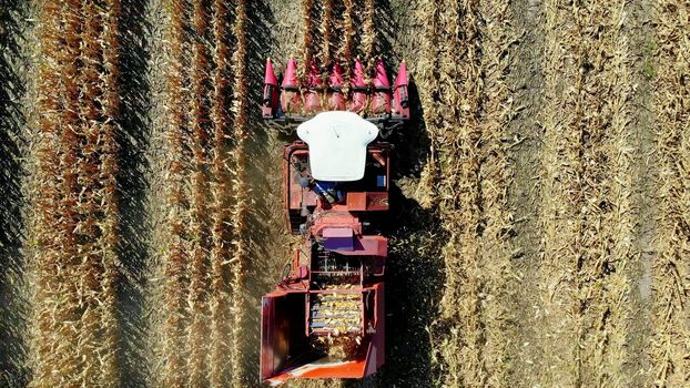 Aerial top view. combine harvester machine harvesting corn field in early autumn. large red tractor filtering Fresh corncobs from the leaves and stalks. Aerial Agriculture. High quality photo