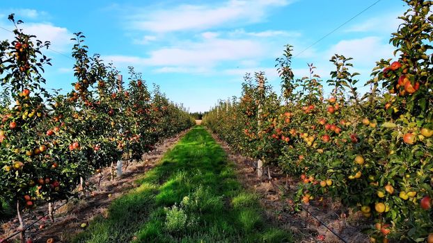 long aisle between rows of apple trees. apple orchard, agricultural enterprise, selection of apples. On small trees, a lot of fruits, red apples grow. Apple harvest, early autumn. aero video. High quality photo