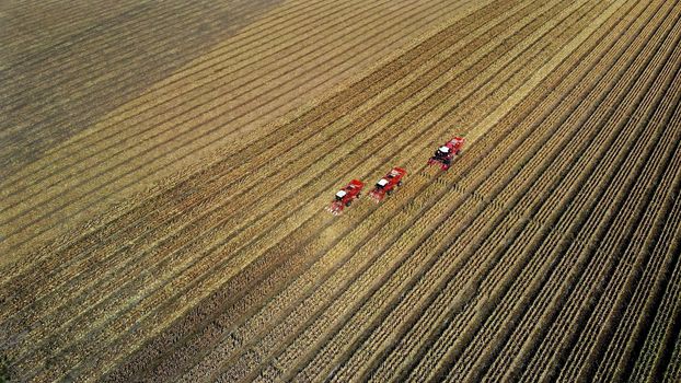Aerial top view. three big red combine harvester machines harvesting corn field in early autumn. tractors filtering Fresh corncobs from the leaves and stalks. Aerial Agriculture. High quality photo