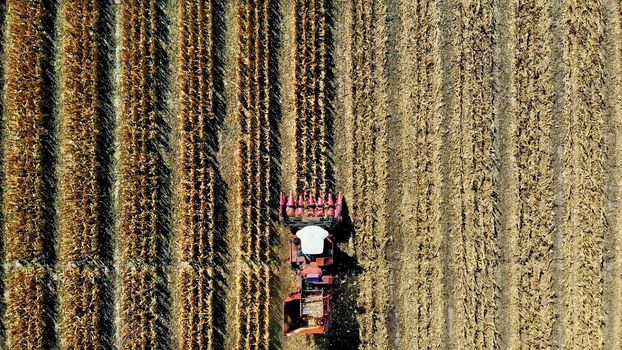 Aerial top view. combine harvester machine harvesting corn field in early autumn. large red tractor filtering Fresh corncobs from the leaves and stalks. Aerial Agriculture. High quality photo