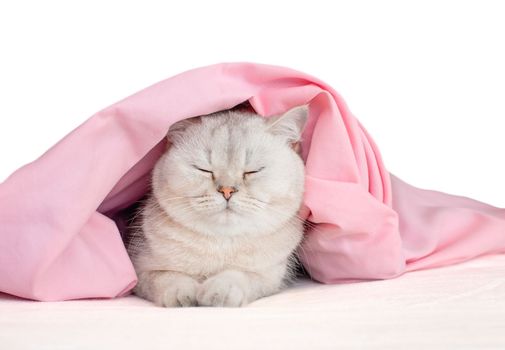 Adorable white cat, in a bandage with ears, sleep under a pink blanket, isolated on white background