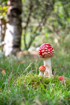 beautiful fly agaric mushrooms sit on a bench against the backdrop of a beautiful landscape with lakes and birches. High quality photo