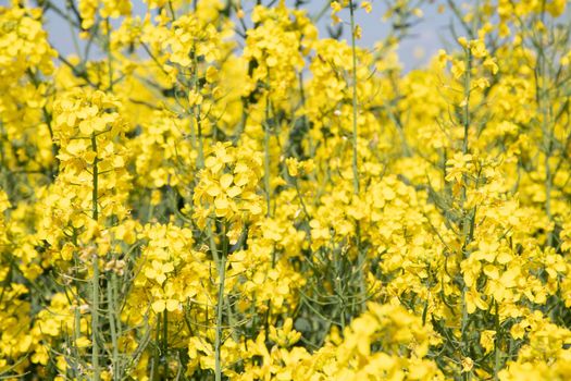 bright yellow field of blooming rapeseed in belgium, sunny spring day, natural flower background. High quality photo
