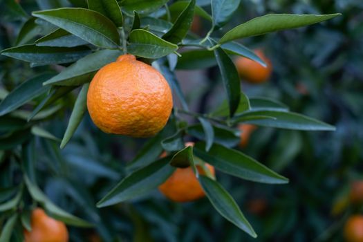 oranges on tree branches in an orange garden with water drops