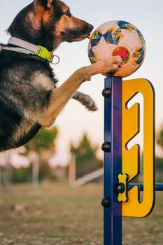 side view of young dog jumping playing with a ball