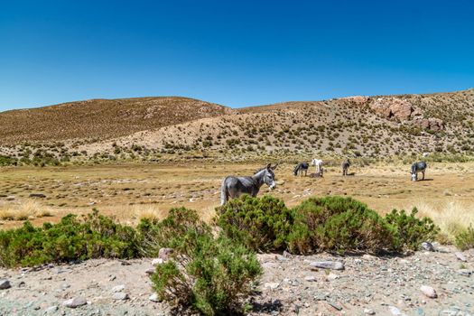 Llama in the mountains in the nature of South America. 