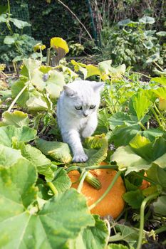 a small Scottish kitten plays with ripe pumpkins in the garden. High quality photo
