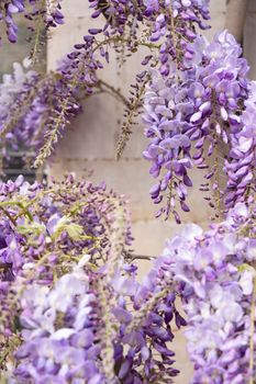 flowers lilac blooming wisteria wrap around building facade floral natural background. High quality photo