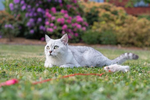 cute light gray scottish kitten lies peacefully on a green lawn and enjoy, peaceful life on earth. High quality photo