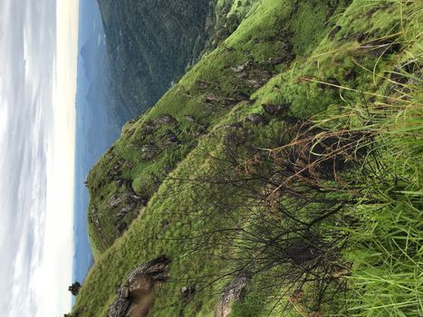 tea plantations in sri lanka. High quality photo